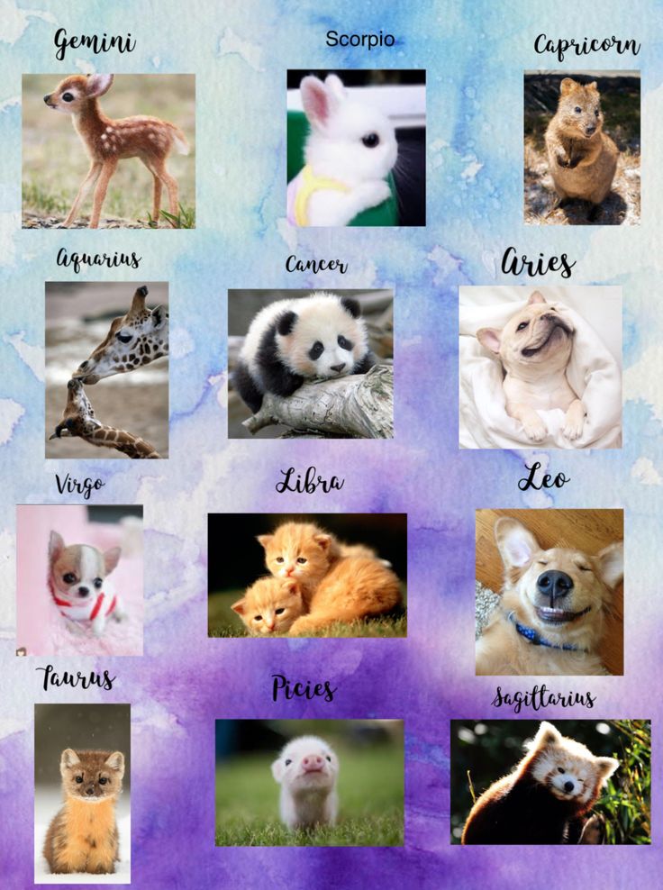 an animal poster with the names of different animals in it's respective language and pictures