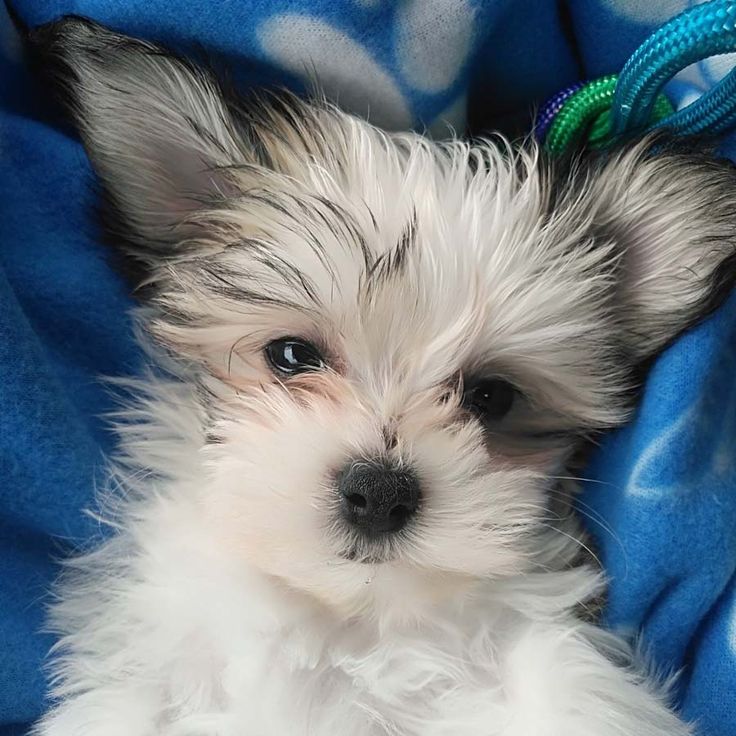 a small white dog laying on top of a blue blanket