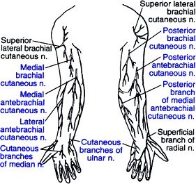 Axillary nerve branch:  The superior lateral brachial cutaneous nerve is a branch of the axillary nerve. It is located over the posterior aspect of the deltoid muscle. Learn Medicine, Deltoid Muscle, Axillary Nerve, Health Heal, Nerve, Medicine, Healing, Health