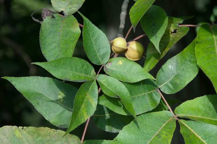 some green leaves and nuts on a tree