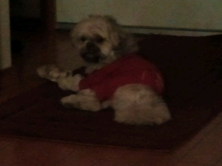 a small dog wearing a red shirt laying on the floor