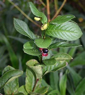 a small red and black bug sitting on top of a green leafy tree branch