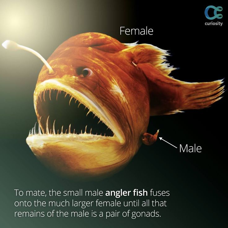 an image of a fish with its mouth open and teeth showing the name female to mate, the small angleer fish flushes onto the much larger female until all that remains of the male's