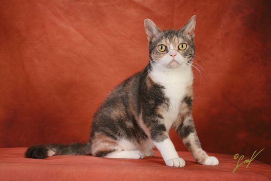 a cat sitting on top of a red blanket