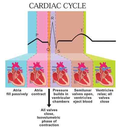 diagram of the heart's cardiac cycle