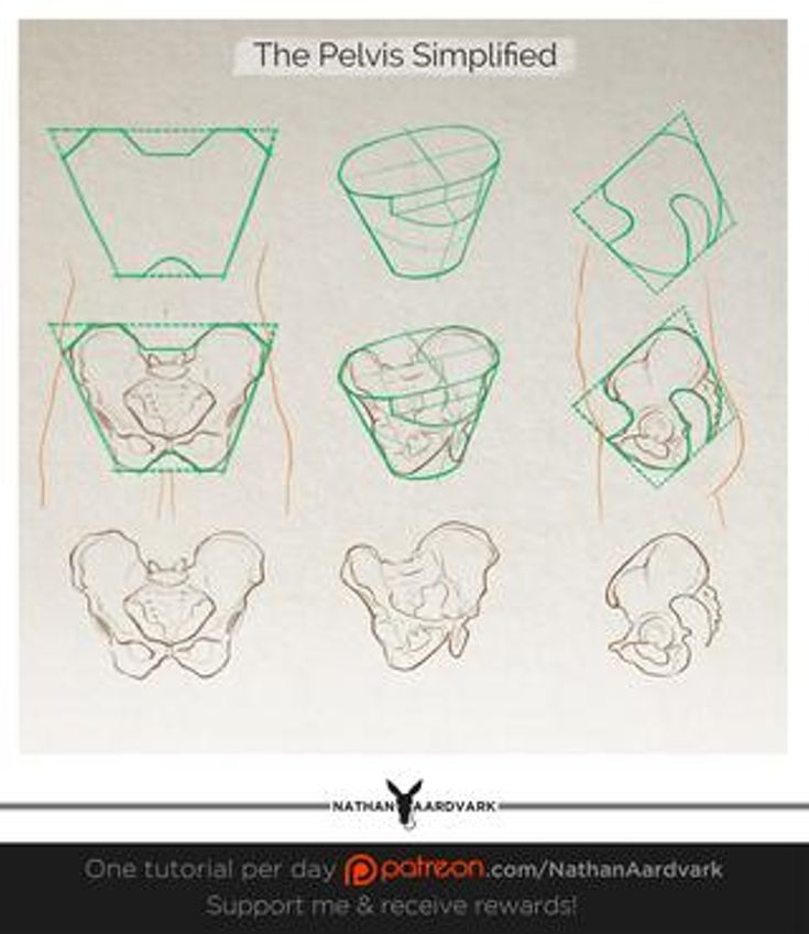 the pelvis simplified diagram is shown in green