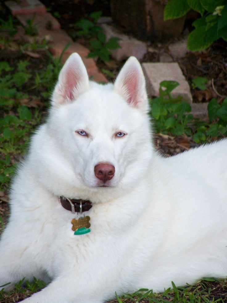 a white dog laying in the grass with blue eyes