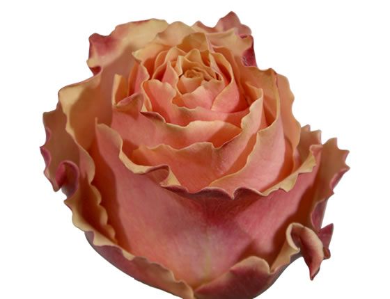 an orange and pink rose is shown on a white background