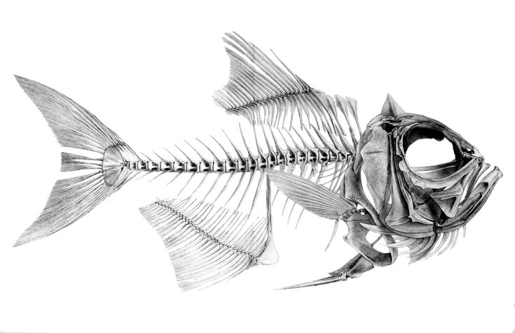 an image of a fish skeleton and other animal skeletons in a drawing book with pencil on paper