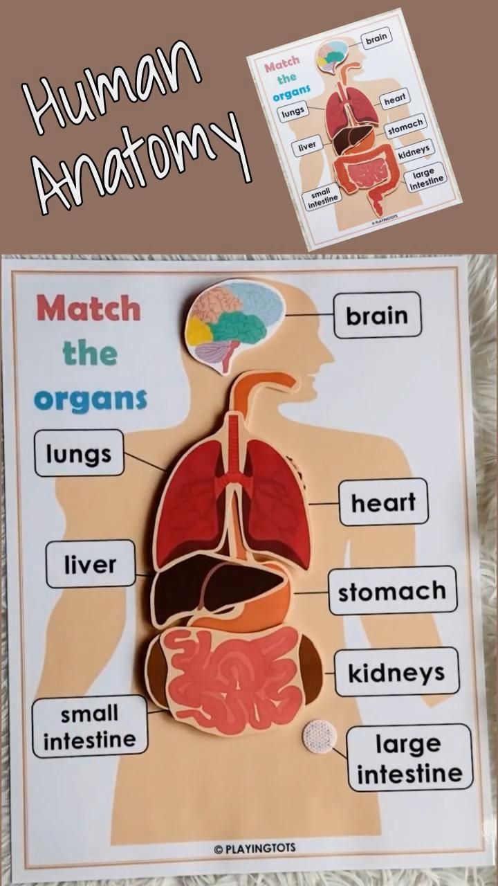 Worksheet Label Organs Human Body