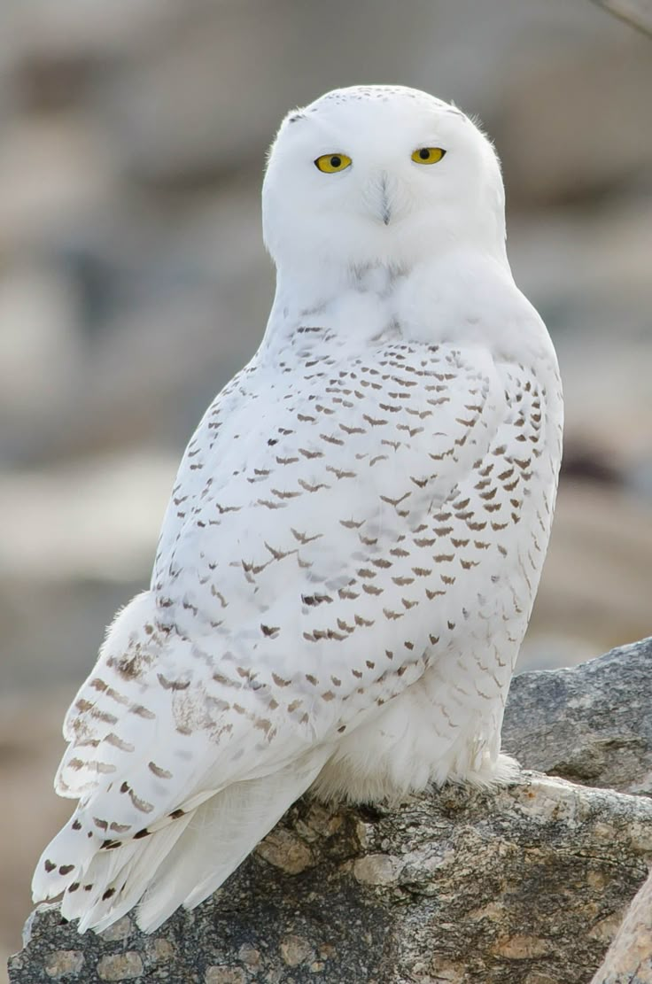 a white owl sitting on top of a rock