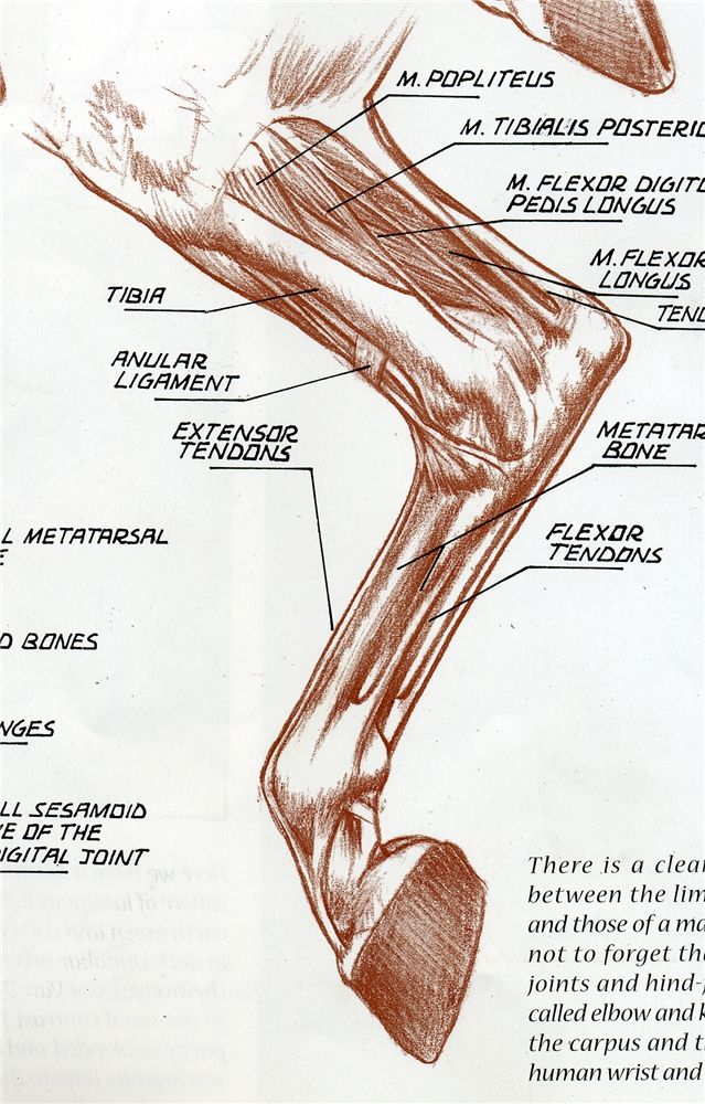 an image of a diagram of the muscles