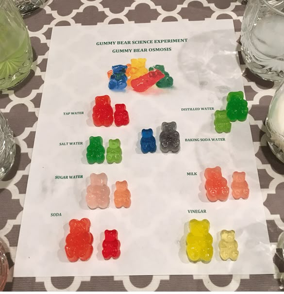 Gummy Bear Osmosis Science Experiment - How to Homeschool | Science ...