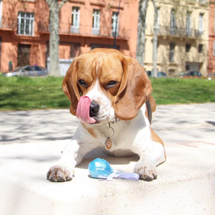 a brown and white dog laying on the ground next to a blue ball with its tongue hanging out