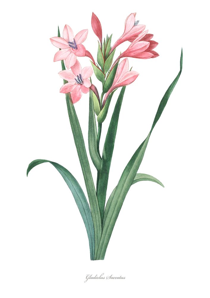 an illustration of pink flowers with green stems on a white background, watercolor painting