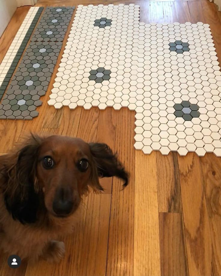 a brown dog sitting on top of a wooden floor next to a white and black tile pattern