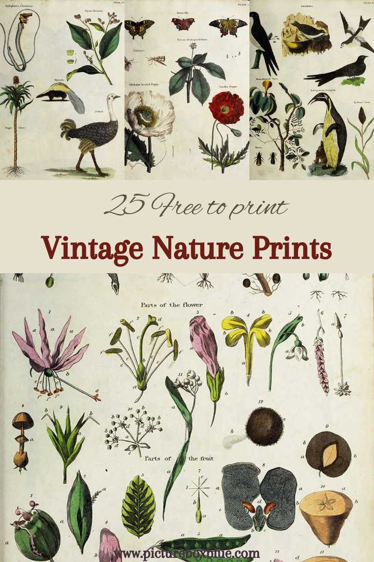 an old book with pictures of plants and flowers on it's cover, which reads 25 free to print vintage nature prints