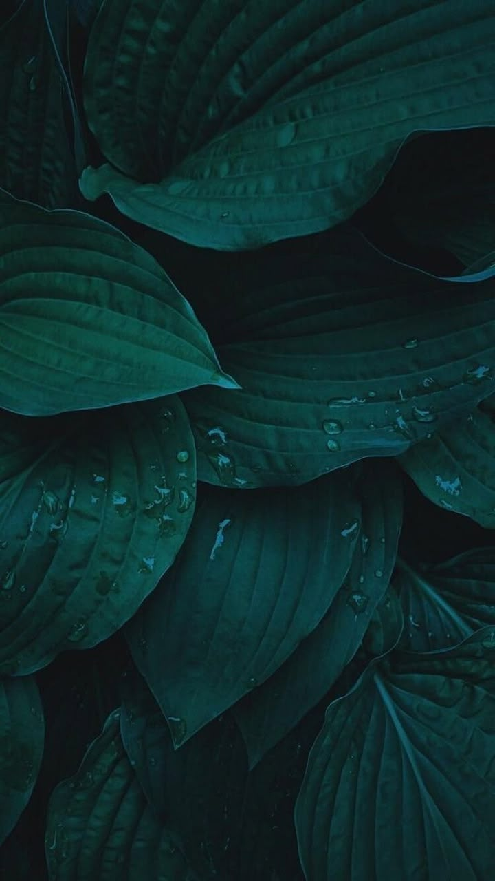 green leaves with water drops on them in the dark night time, close up view