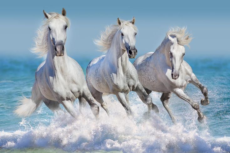 three white horses running in the ocean water