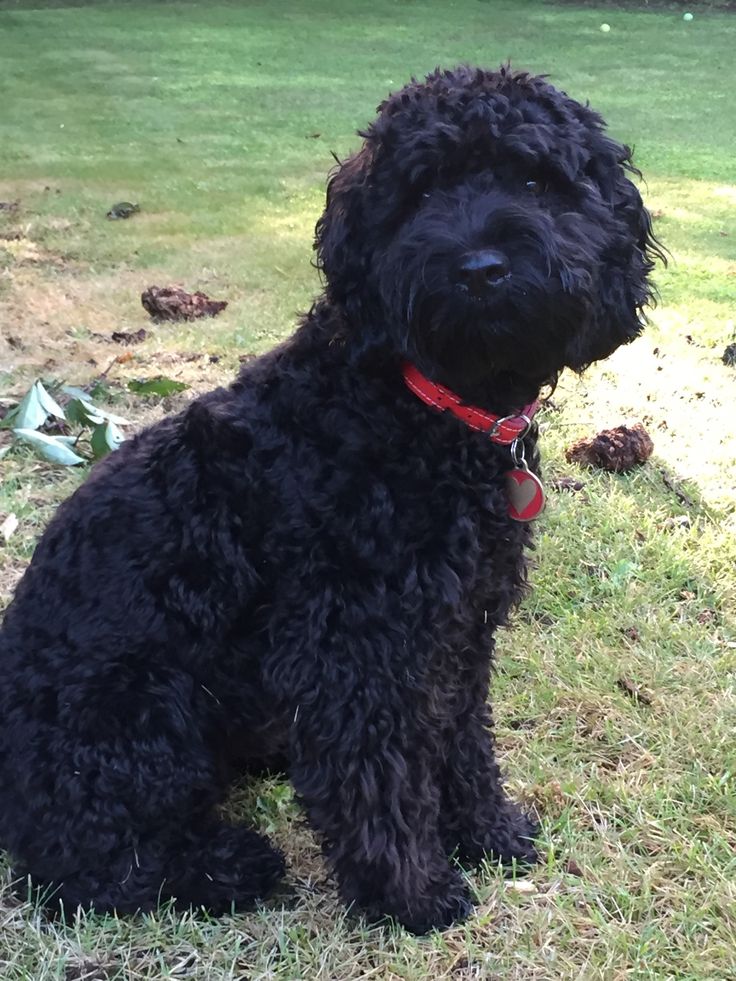 a black dog is sitting in the grass