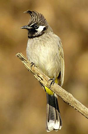 a small bird perched on top of a tree branch in front of a blurry background