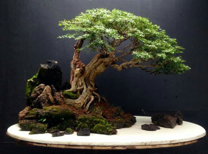 a bonsai tree with moss growing on it's sides and rocks in the foreground