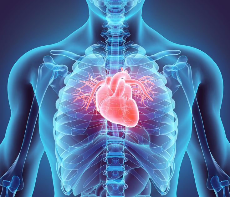 Heart Valves, Penyakit Jantung, Heart Muscle, Coronary Arteries, Human Anatomy And Physiology, Heart Problems, Cardiovascular System, Human Heart, Cardiology