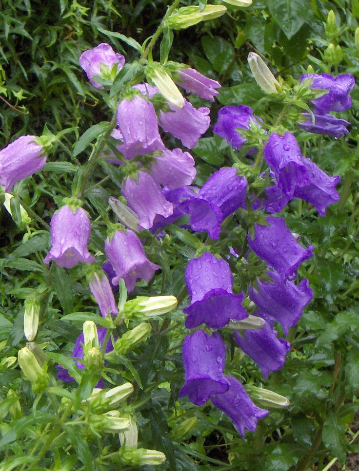 purple flowers with green leaves in the background