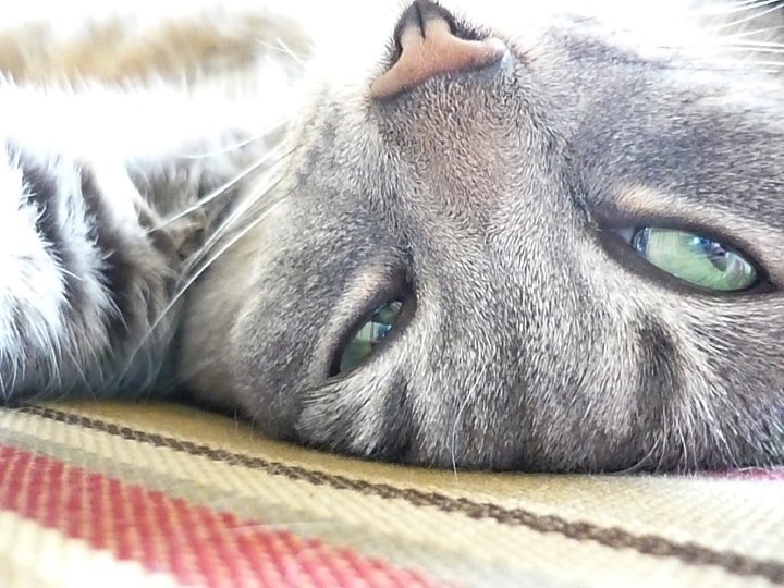 a close up of a cat laying on top of a blanket