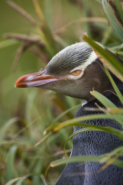 a close up of a bird in the grass near some trees and plants with its eyes open