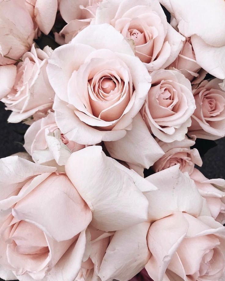 a bouquet of pink roses is shown in this image