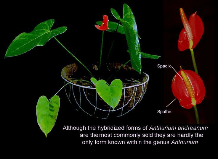 an image of some flowers and plants with caption about the different parts of them