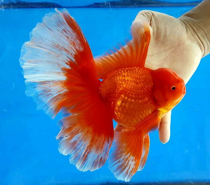 a goldfish in an aquarium being held by a person's hand with blue water behind it