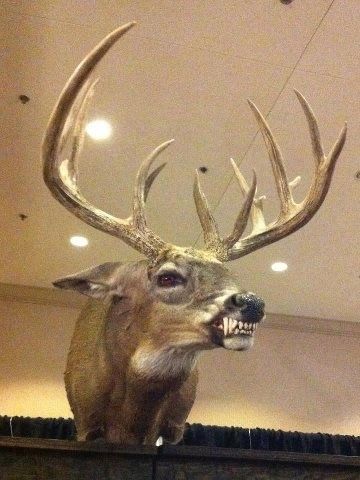 a fake deer head hanging from the ceiling