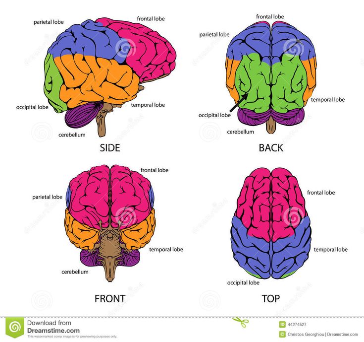 four different types of the human brain stock photo - image 349876