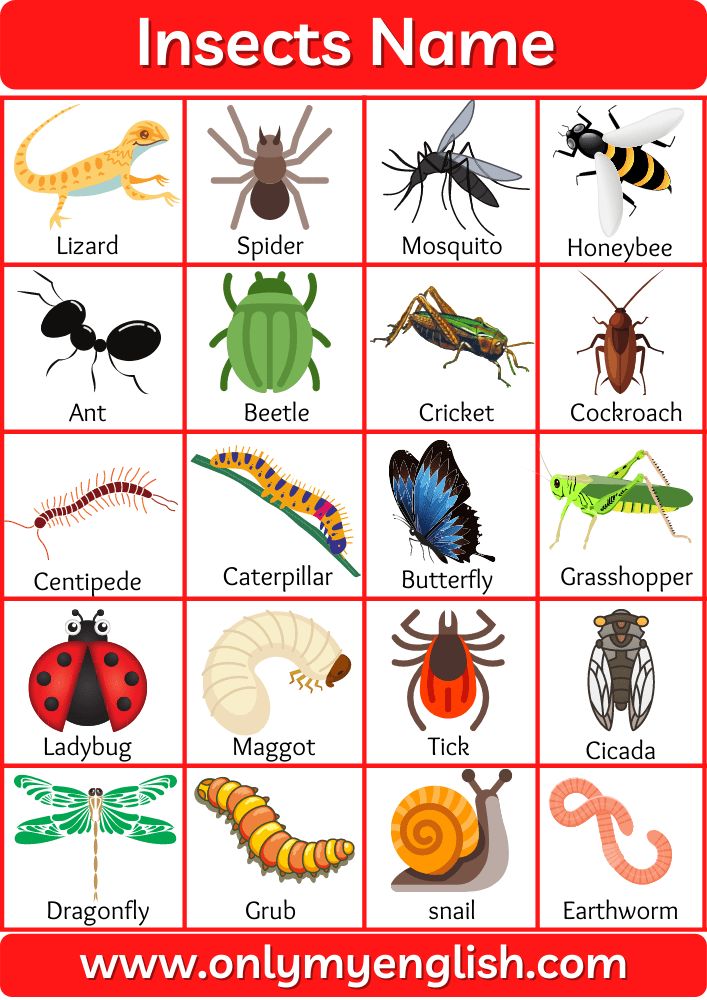 insect names and their meanings in english