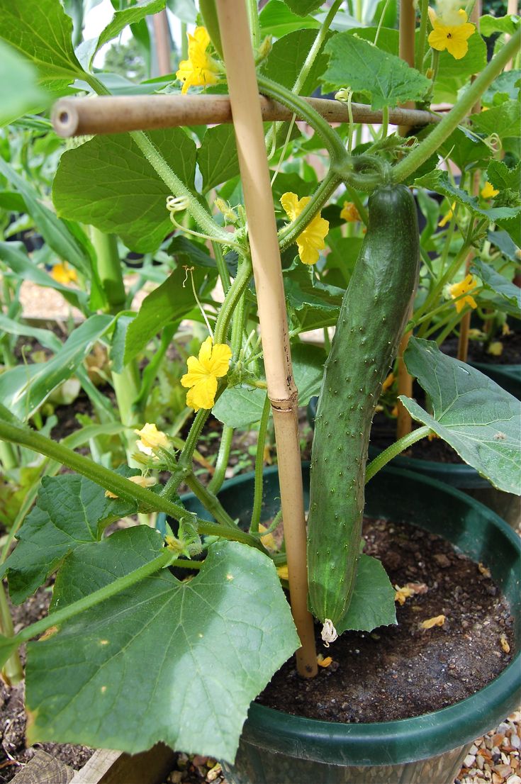 a cucumber is growing in a potted plant with yellow flowers around it