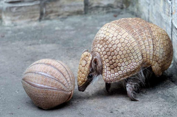 an armadile and a ball on the ground