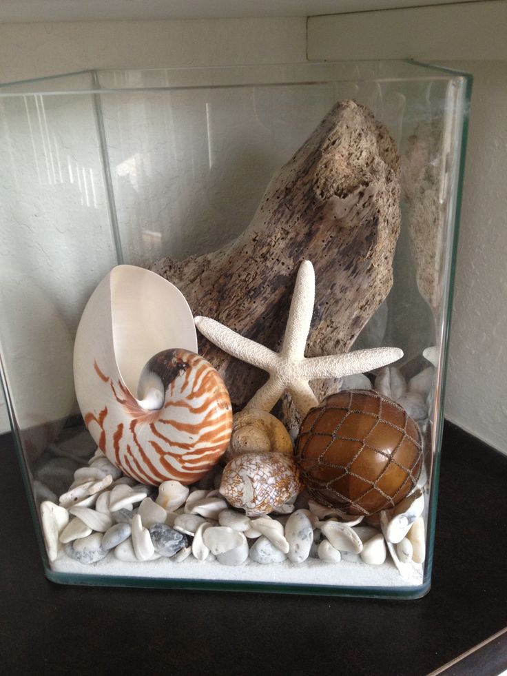 shells and seashells are in a glass case