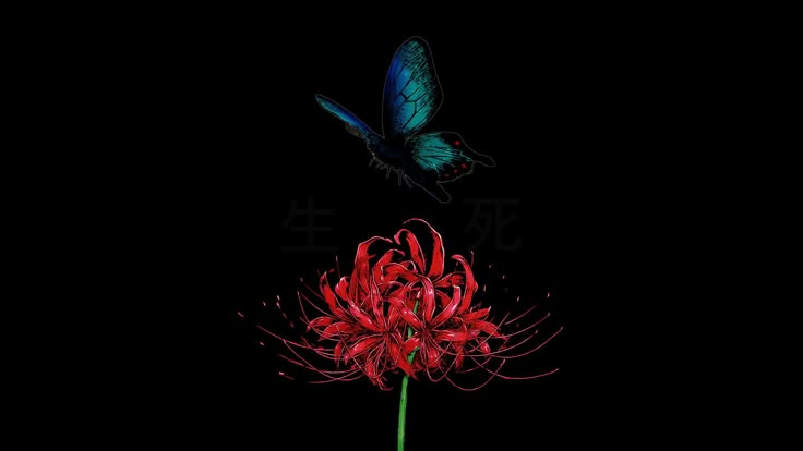 a blue butterfly flying over a red flower in the dark with chinese characters on it