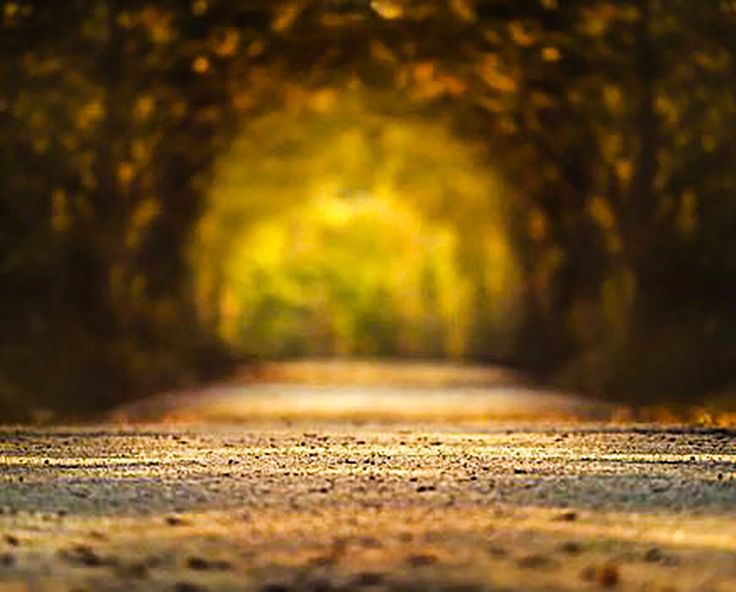 an empty road surrounded by trees and leaves in the fall or early morning with sunlight coming through