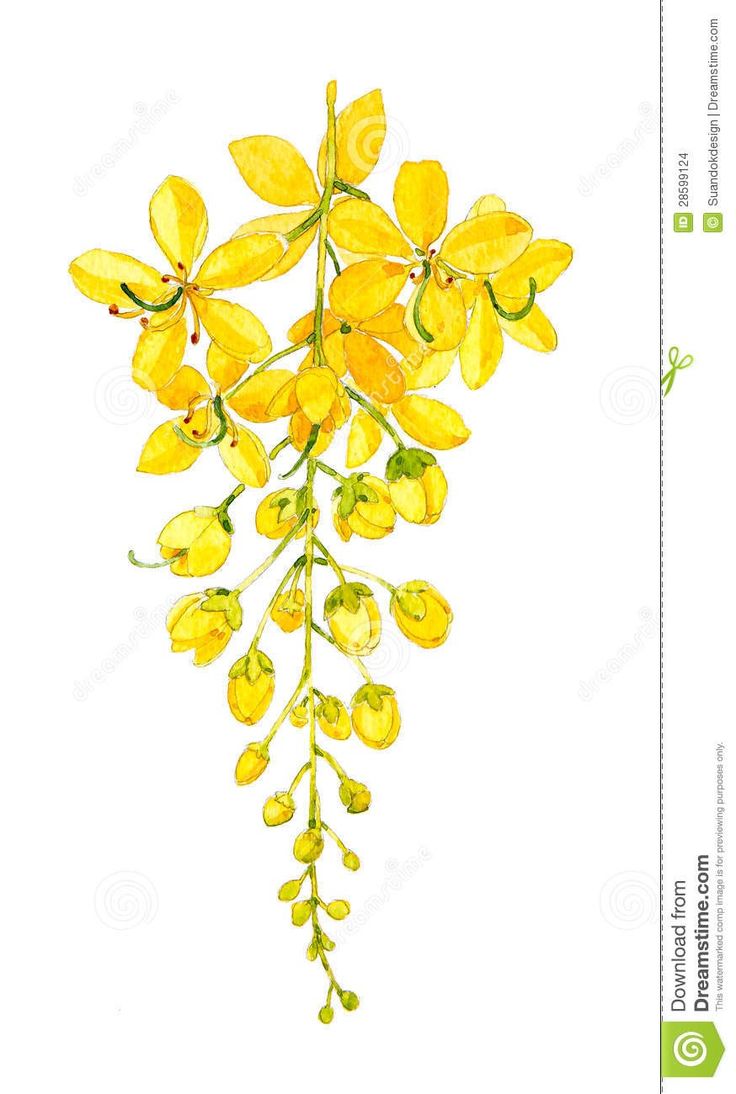 yellow flowers on a white background stock photo - image 3498742