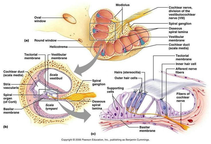 diagram of the structure of an ear