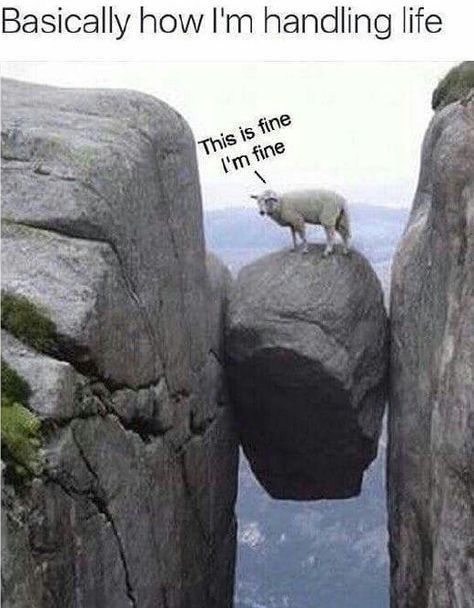 an animal standing on top of a rock formation with the caption, basically how i'm handling life