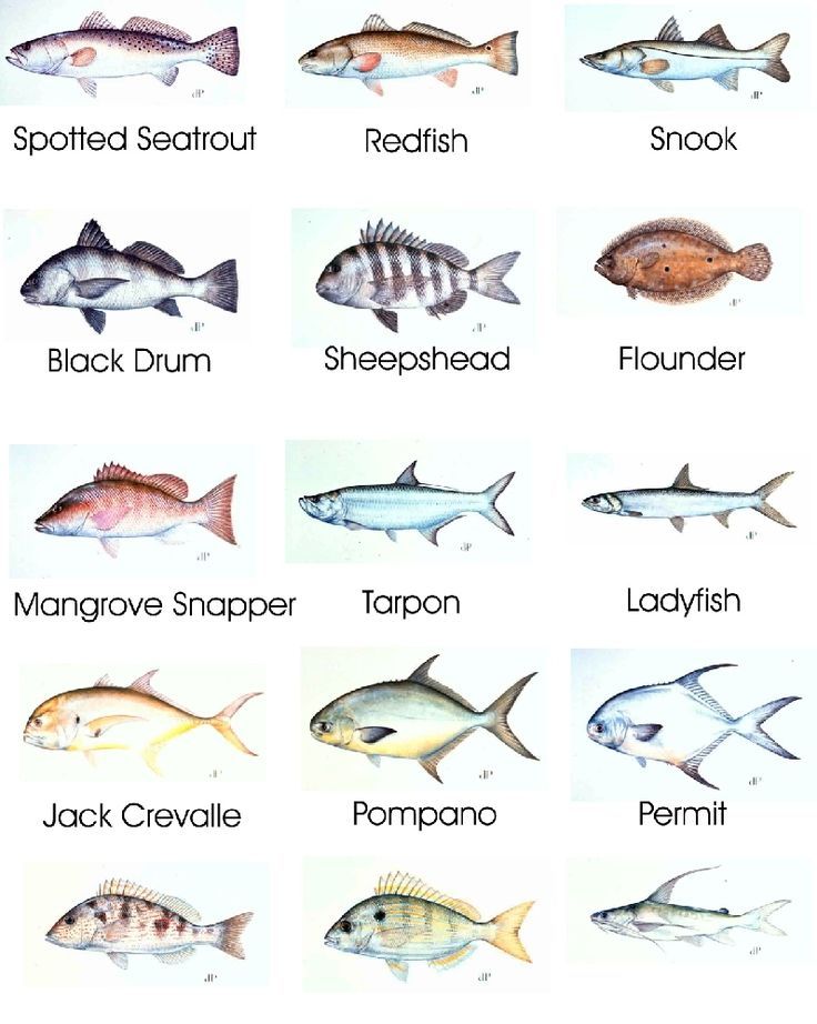 Nc Freshwater Fish Identification Chart