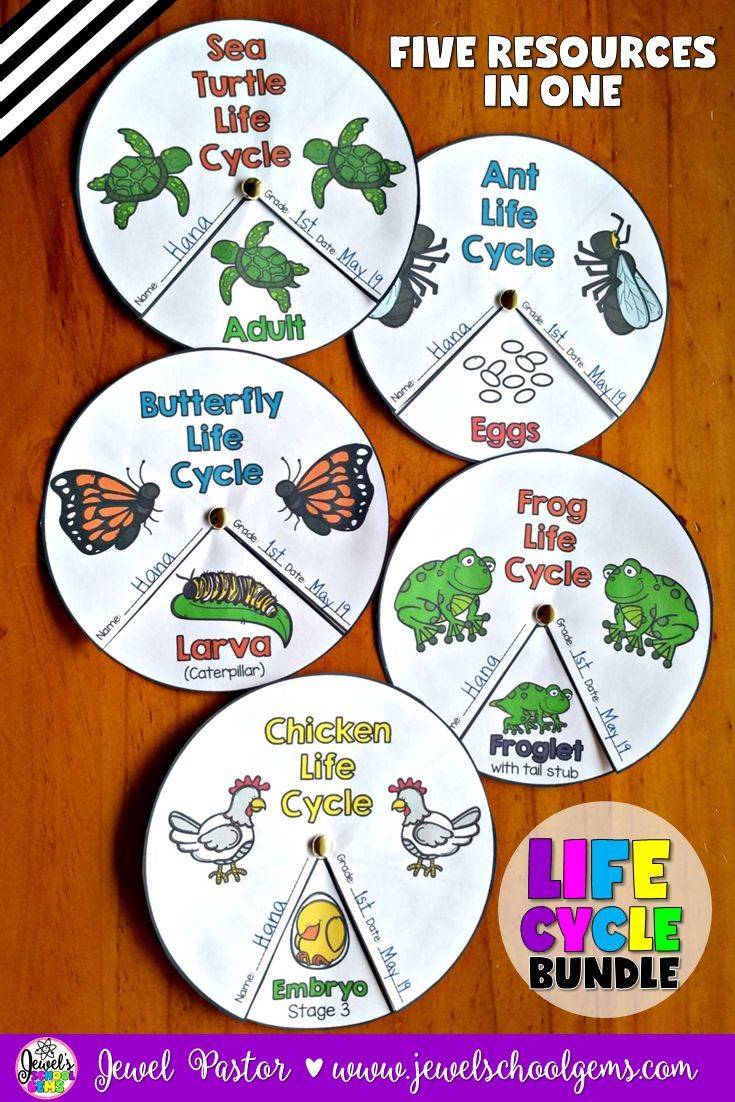 Animal Life Cycle Science Activities | Life Cycle of Animals Crafts ...