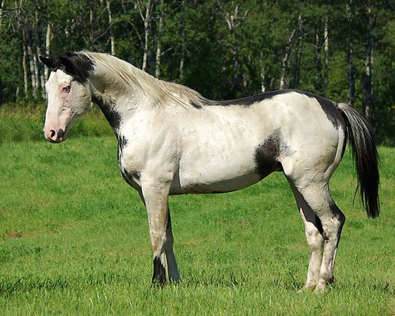 a white and black horse standing on top of a lush green field next to trees