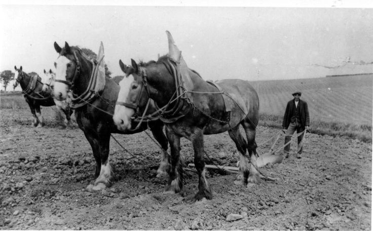 two horses are plowing the field in front of some men and one man is standing behind them