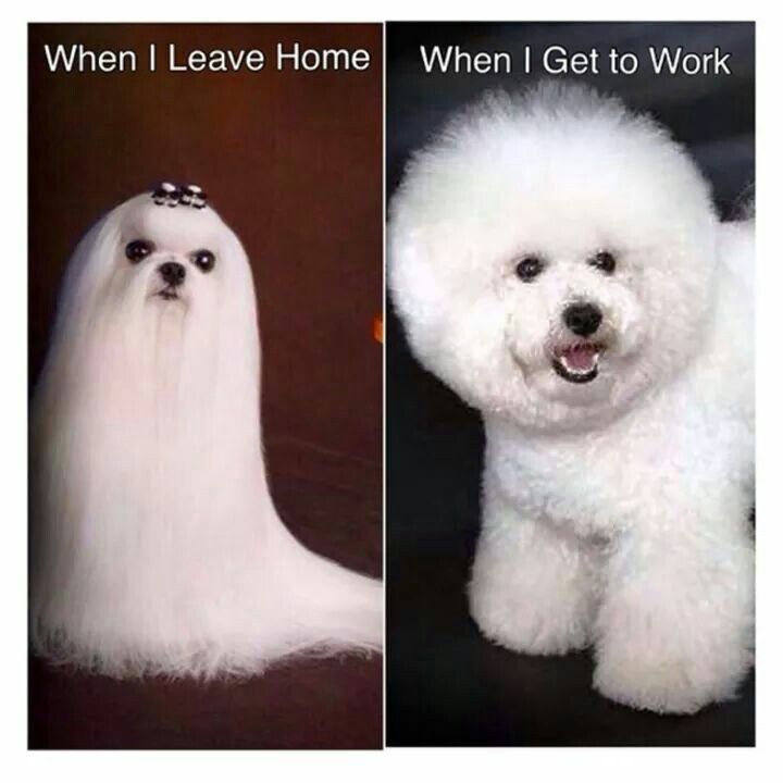 two pictures of a white dog with long hair and the caption when i leave home when i get to work