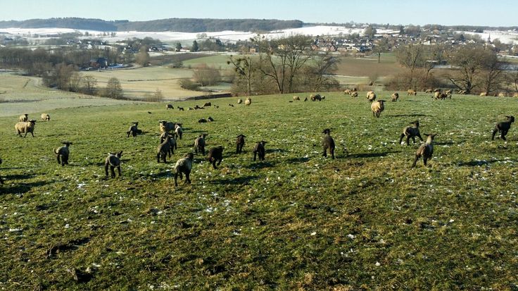 a herd of sheep standing on top of a lush green field